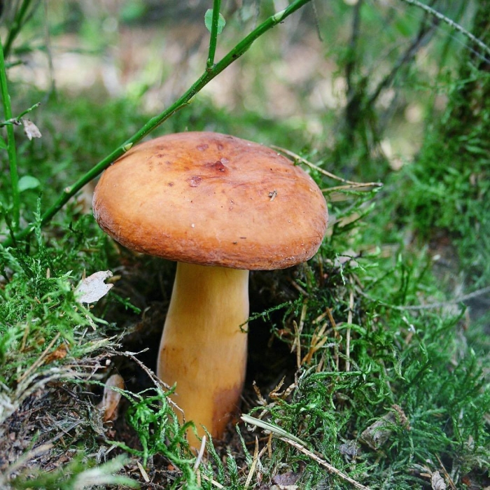 Подмолочник молочай гриб