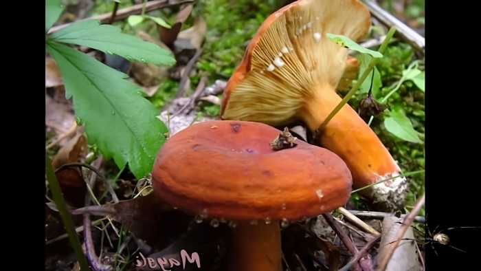 Млечник рыжик гриб