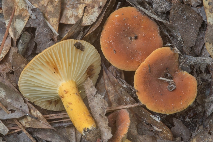 Lactarius hygrophoroides