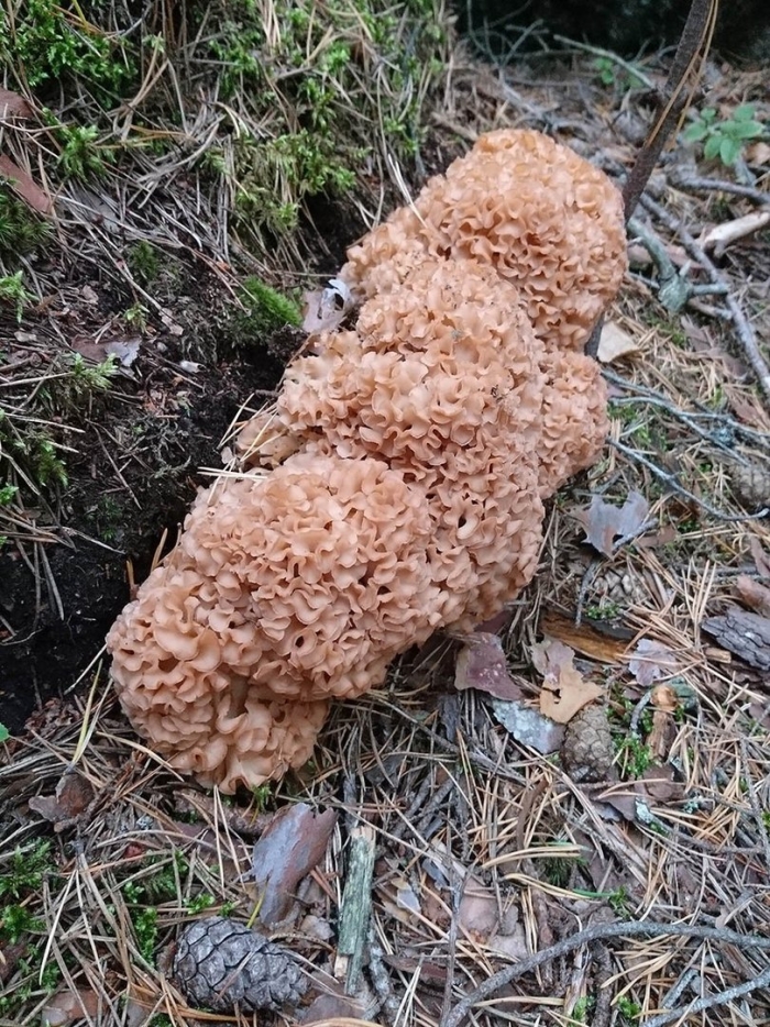 Гриб спарассис курчавый