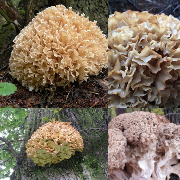 Грифола курчавая гриб-баран