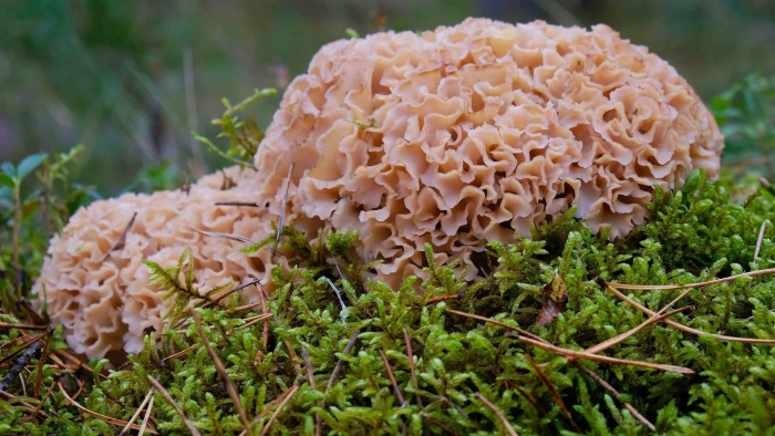 Спарассис курчавый гриб