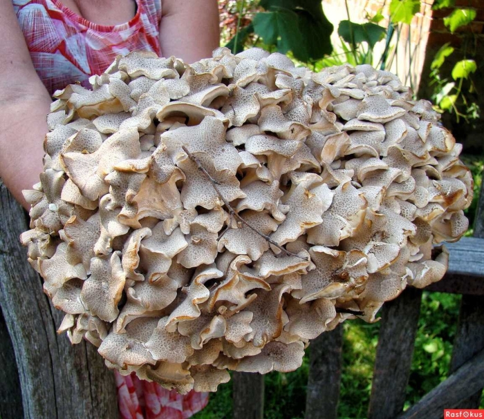 Грифола зонтичная