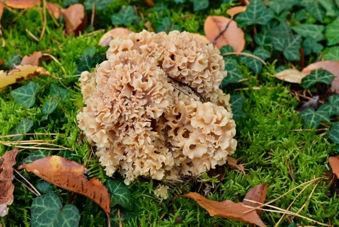 Спарассис курчавый