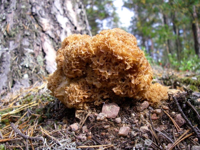 Спарассис курчавый грибная капуста