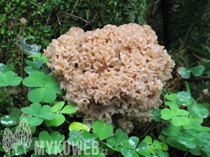 Спарассис курчавый грибная капуста