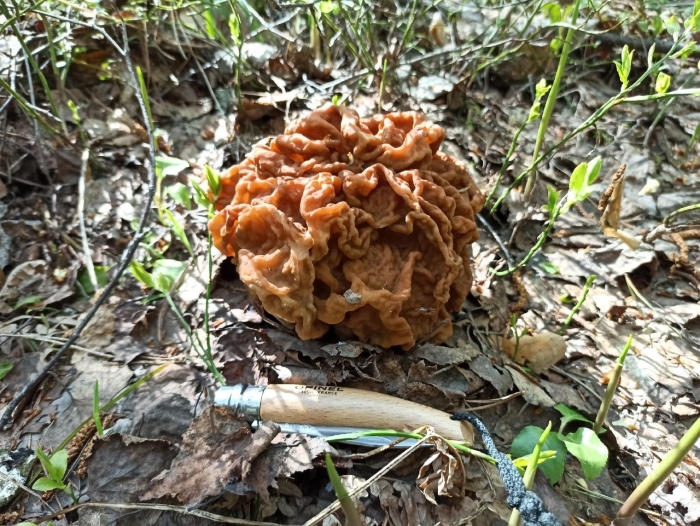 Дрожалка мозговая гриб