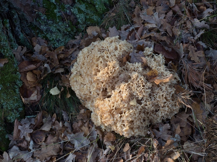 Спарассис курчавый (sparassis crispa)