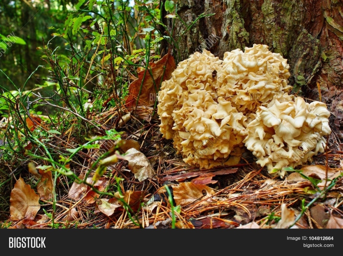 Грибная капуста