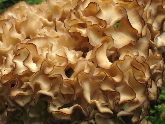 Гриб спарассис курчавый