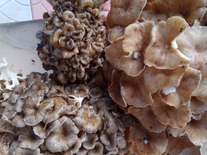 Грифола курчавая