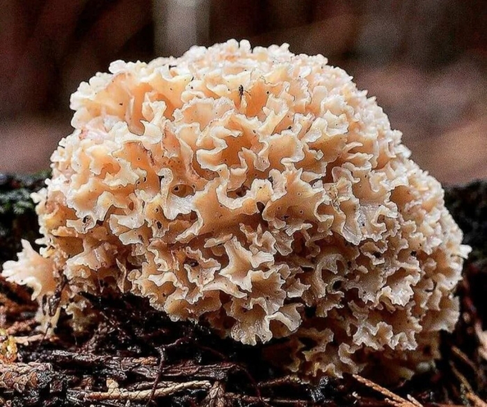 Спарасис курчавый