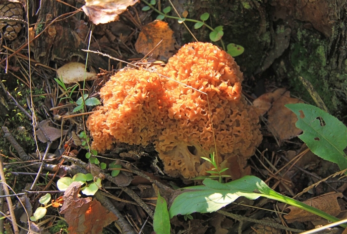 Гриб оленьи рожки