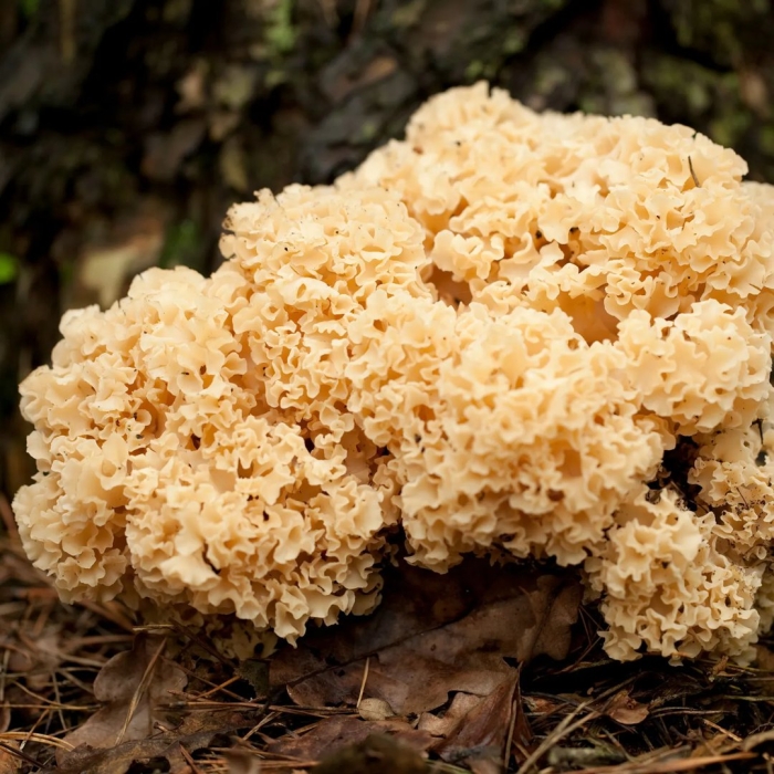 Спарассис криспа