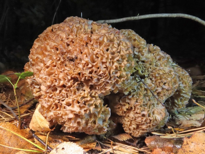 Спарассис курчавый