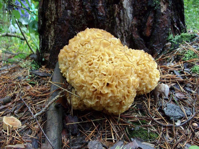 Спарассис курчавый