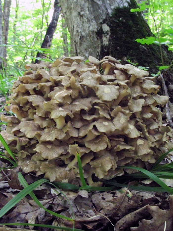 Грифола (трутовик) зонтичная