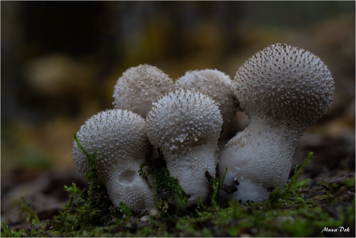 Дождевик шиповатый lycoperdon perlatum