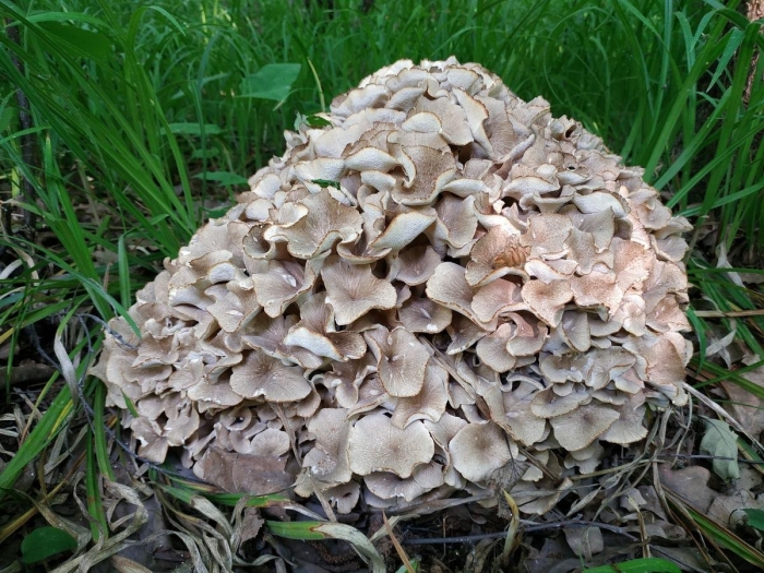 Грифола курчавая гриб