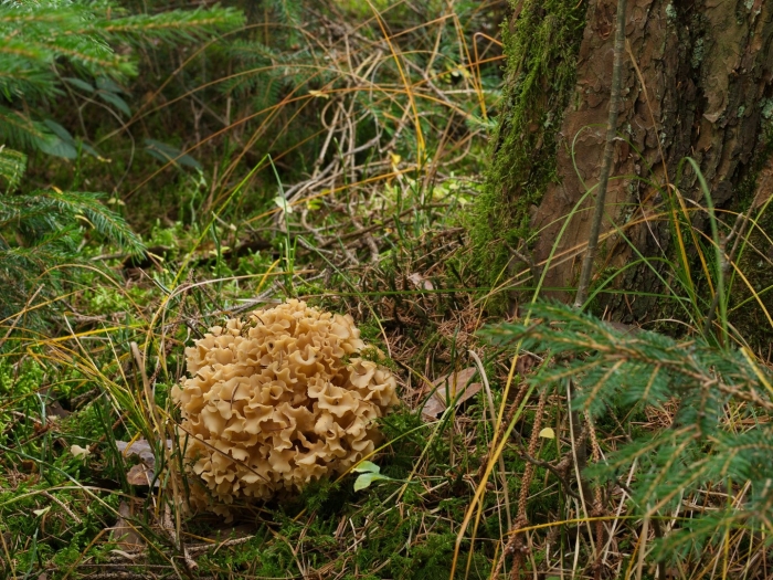 Грибная капуста гриб