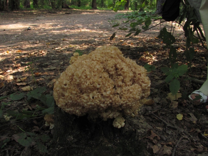 Трутовик-спарассис курчавый