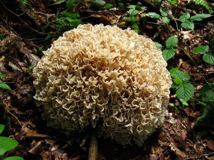 Спарассис курчавый