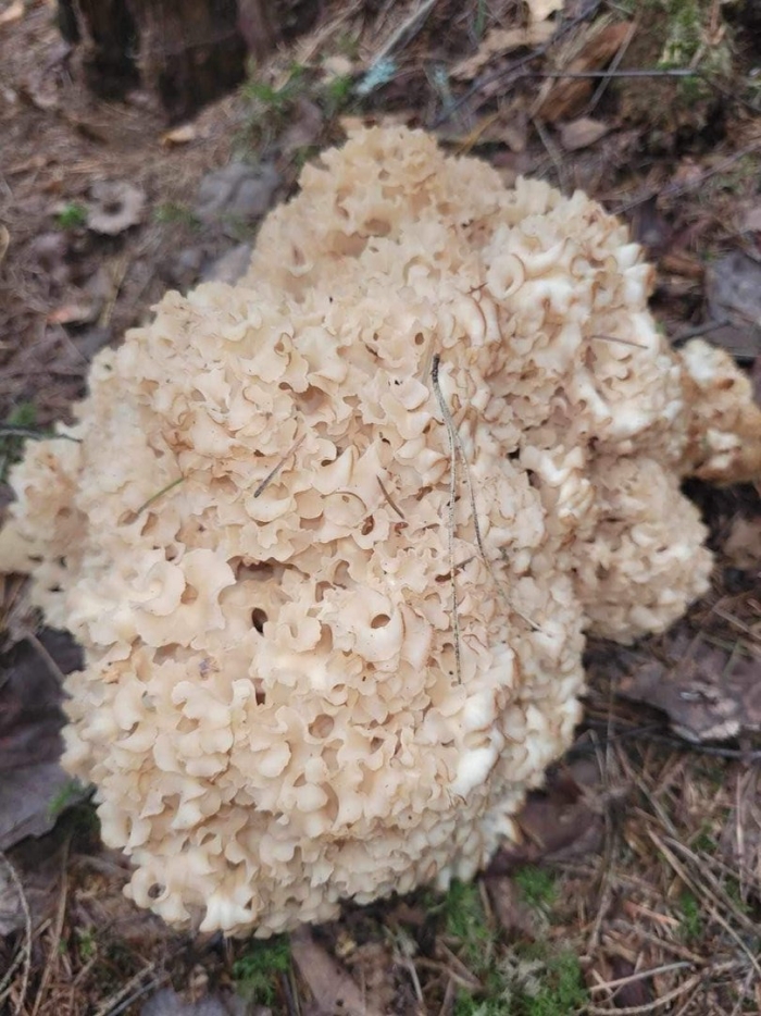 Грифола курчавая