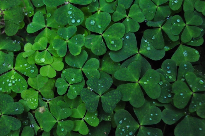 Трехлистный клевер символ ирландии