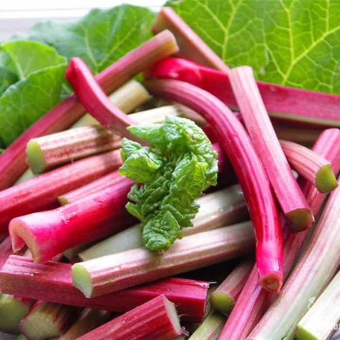 Ревень кислячка