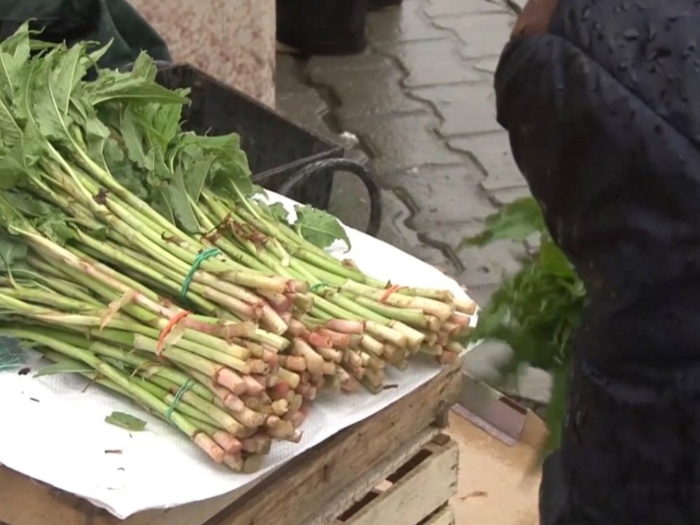 Горец альпийский кислятка