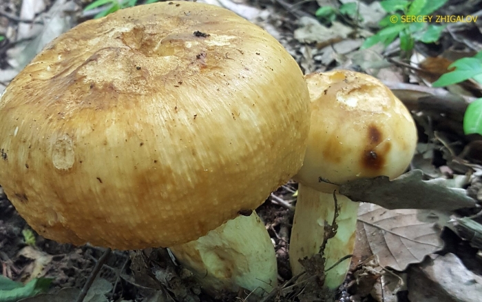 Валуй гриб russula foetens