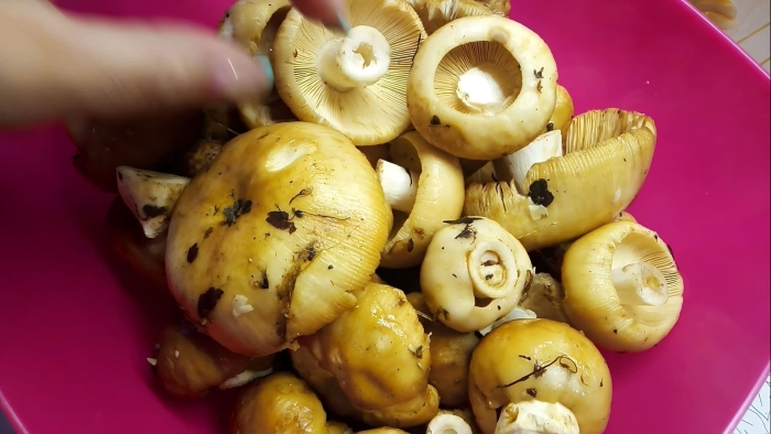 Блюда из шампиньонов