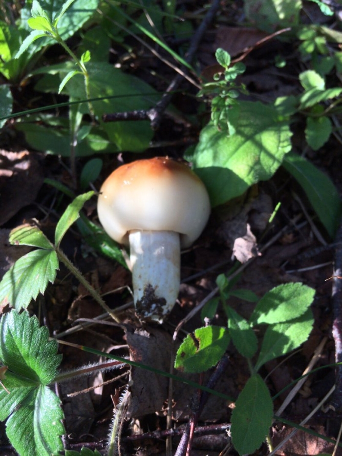 Гриб кульбик валуй