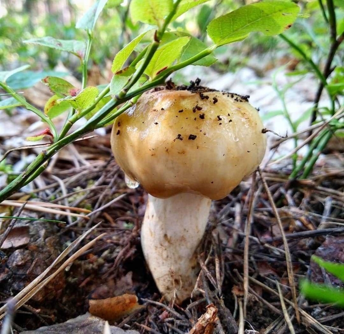 Валуй (russula foetens)