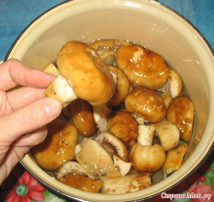 Маслята грибы вареные
