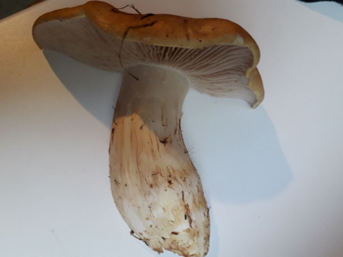 Паутинник голубовато опоясанный cortinarius balteatocumatilis