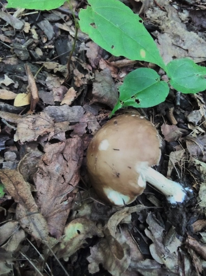 Паутинник опоясанный