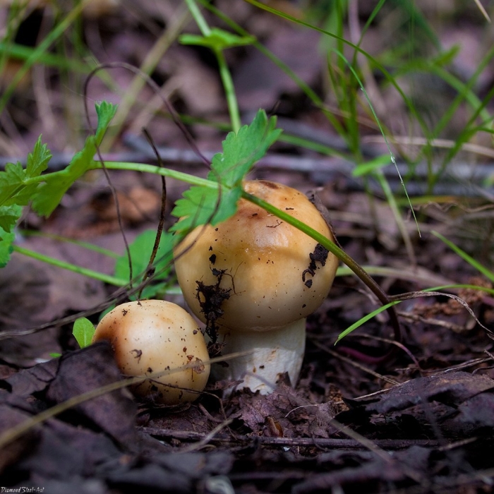 Гриб кульбик валуй