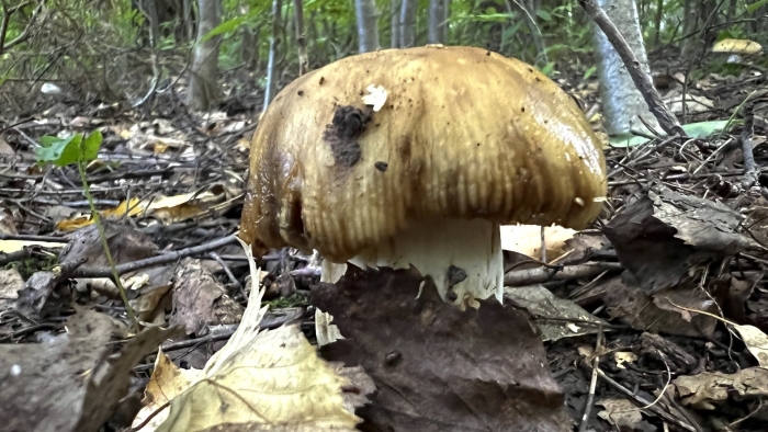Валуй (russula foetens)