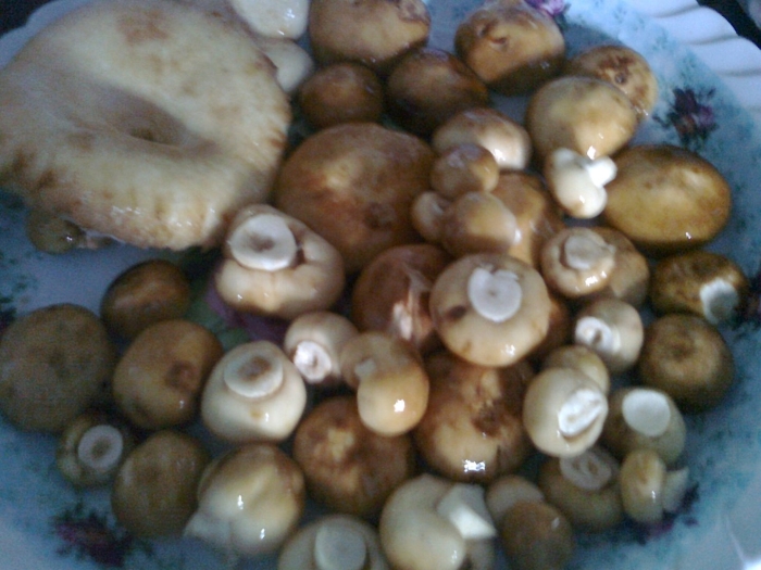 Бычки грибы