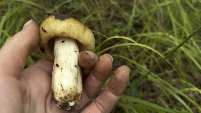 Боровик укореняющийся (boletus radicans)