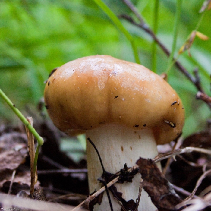 Валуй (russula foetens)
