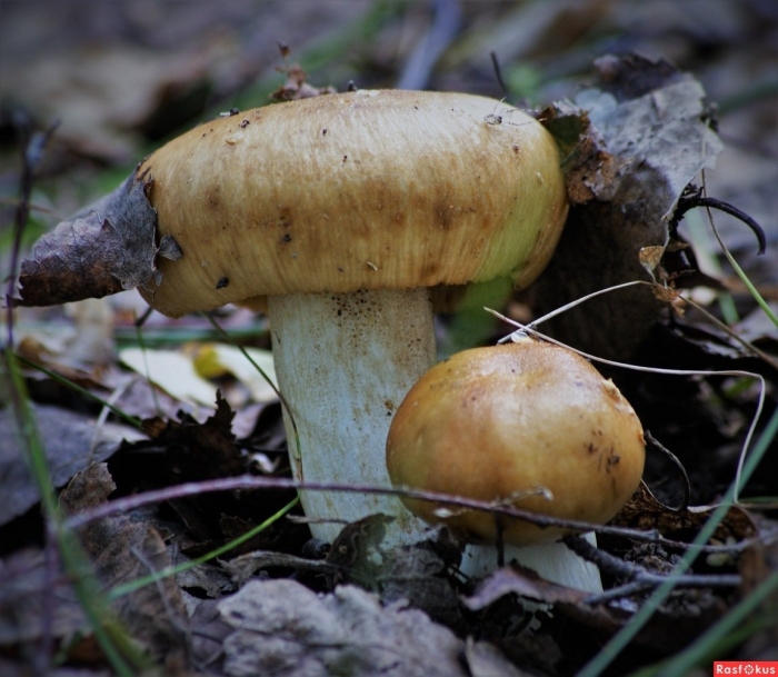 Валуй (russula foetens)