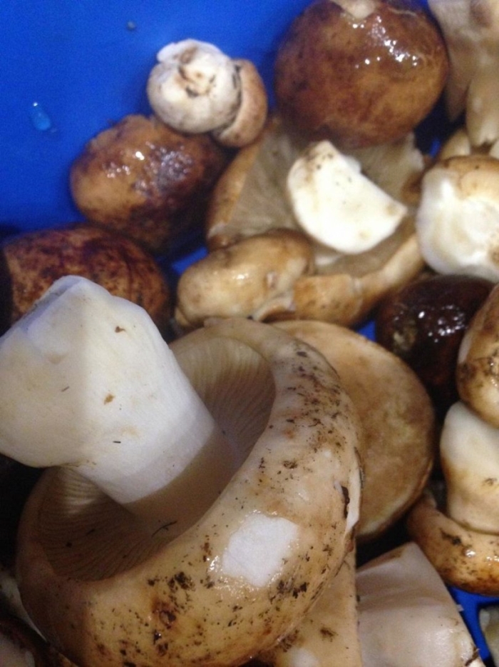 Гриб шампиньон