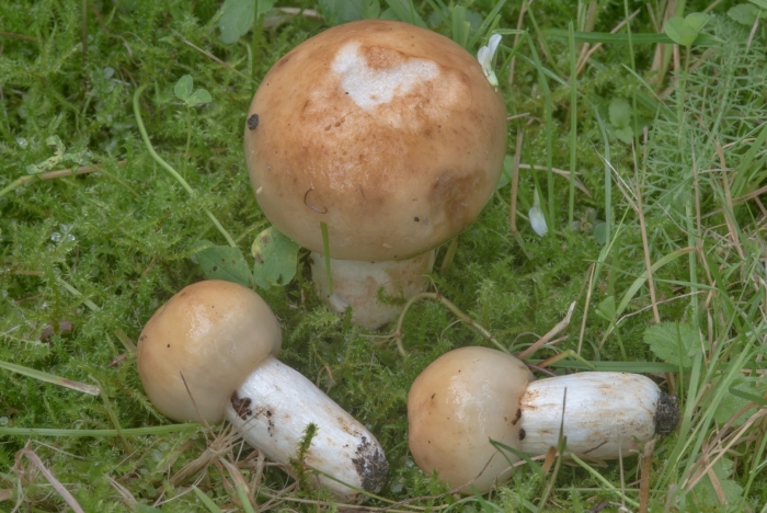 Гриб кульбик валуй