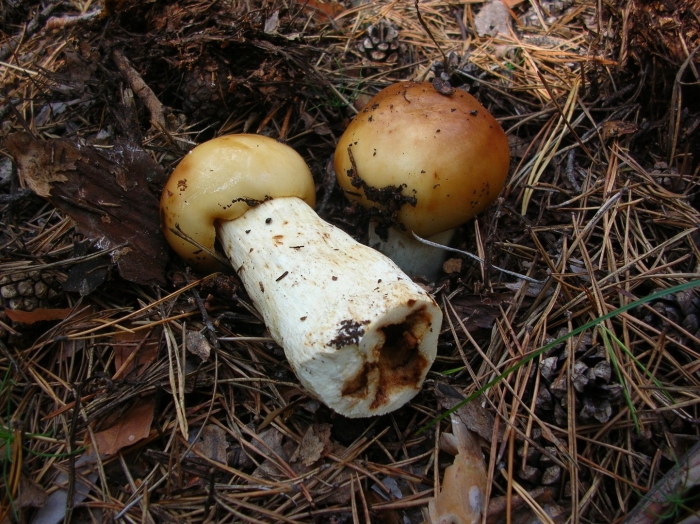 Кульбики грибы