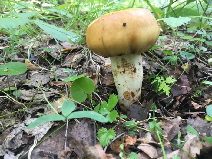 Кульбики грибы