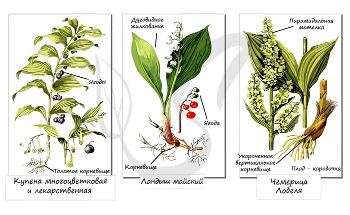 Ландыш майский семейство