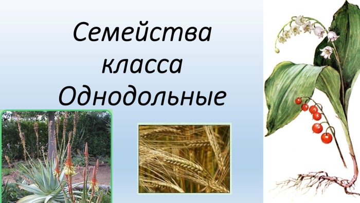 Класс однодольные семейства