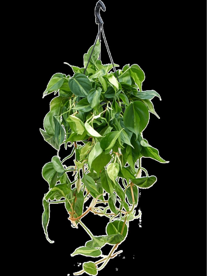 Сканденс бразил филодендрон